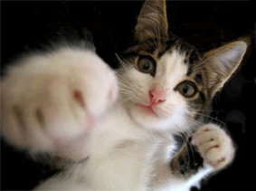 puchingcat