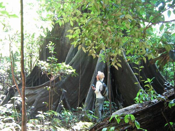 baum - im amazonischen regenwald